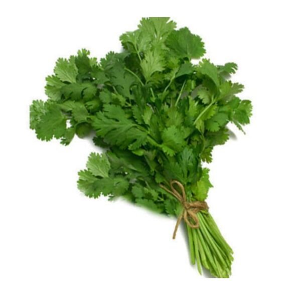 Cilantro