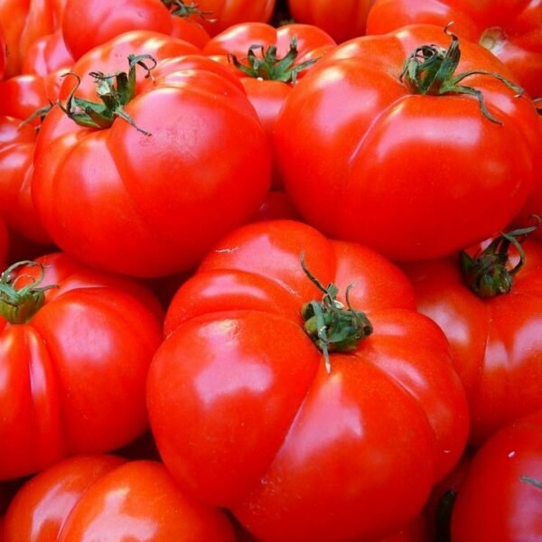 Tomate Limache KL