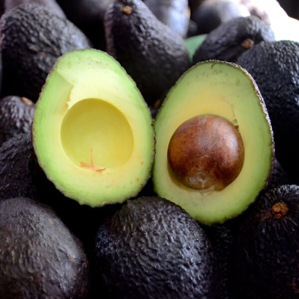Palta hass Chilena Primera